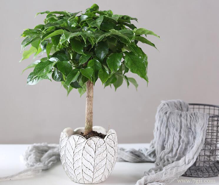 幸福树叶子卷曲怎么办？幸福树叶子卷曲怎么解决？