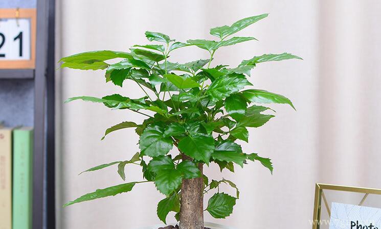 幸福树怎么养才能茂盛？