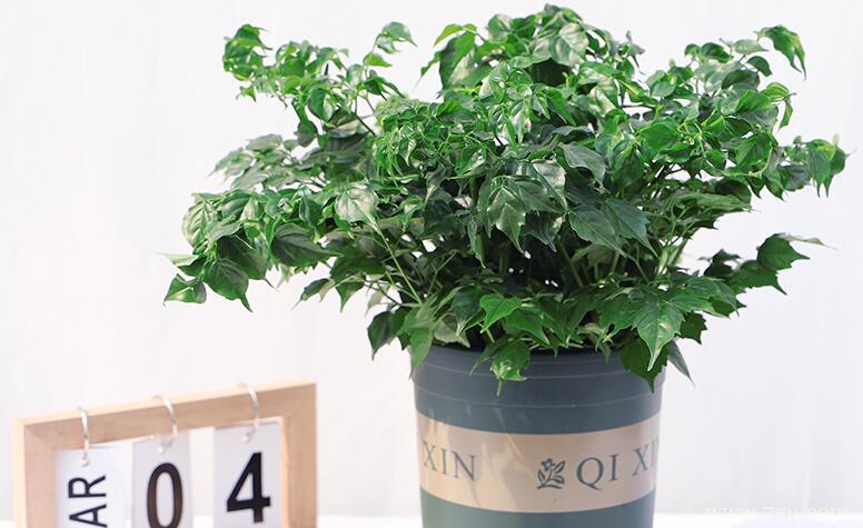 幸福树夏天怎么浇水？每天浇水2次