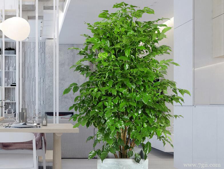 如何让幸福树茎变粗？