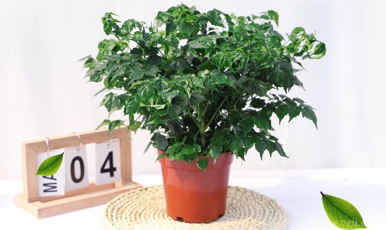 如何让幸福树茎变粗？