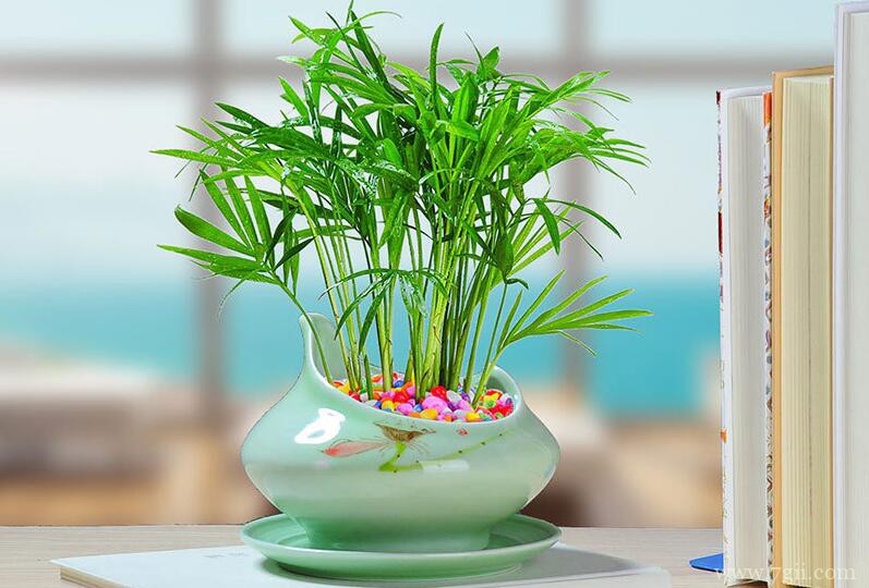 袖珍椰子怎么水培？水培袖珍椰子的日常养护方法