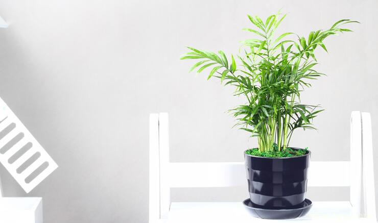 袖珍椰子怎么摆放？袖珍椰子最佳风水摆放位置