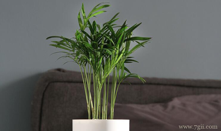 袖珍椰子的花语和寓意