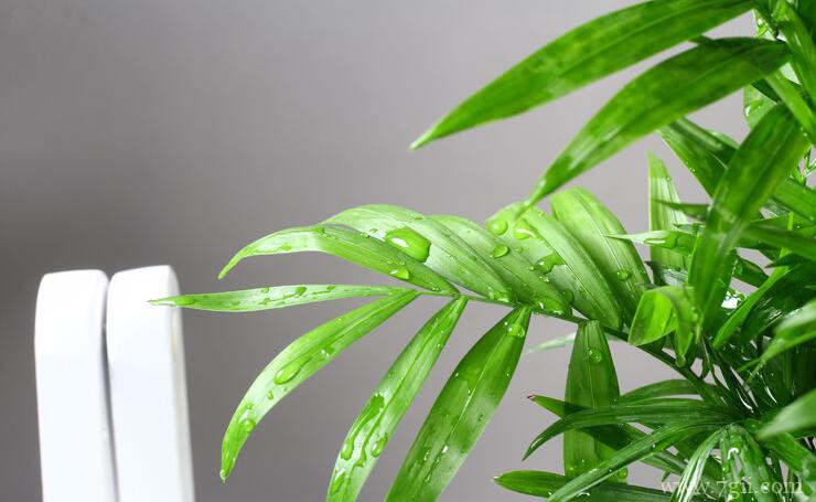 袖珍椰子怎么修剪？袖珍椰子的修剪方法