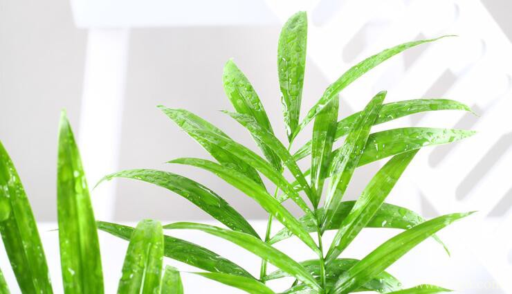 袖珍椰子的花语是什么？