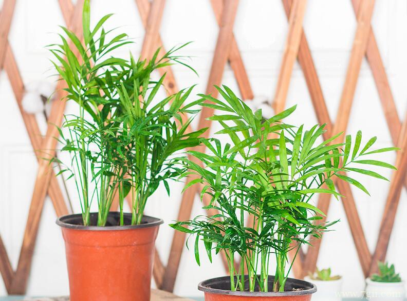 袖珍椰子怎么养殖？袖珍椰子的养殖方法和注意事项