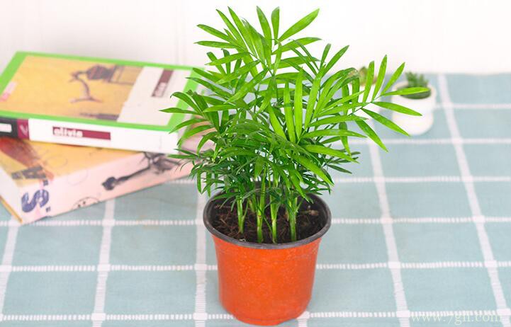 袖珍椰子怎么养殖？袖珍椰子的养殖方法和注意事项