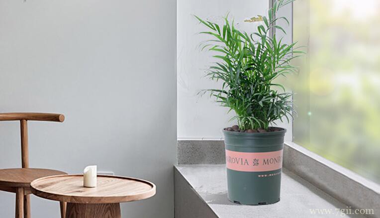 春天怎么养殖袖珍椰子？袖珍椰子的春季养殖方法