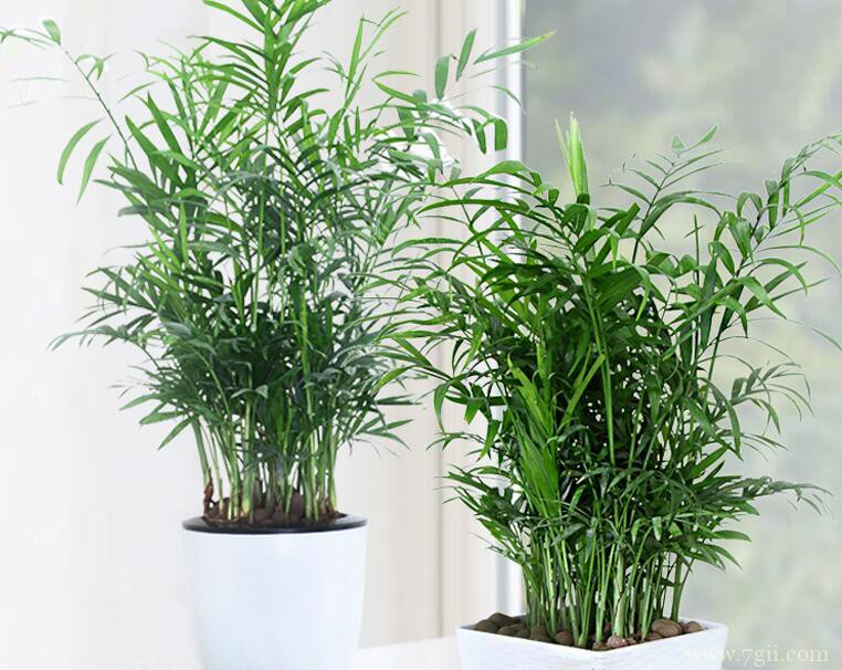 袖珍椰子怎么养殖？袖珍椰子的养殖注意要点