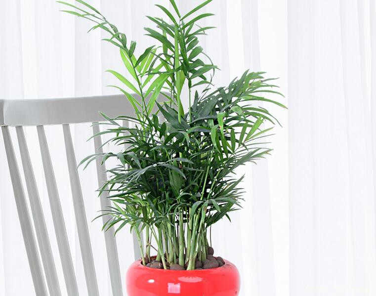 袖珍椰子怎么养殖？袖珍椰子的养殖注意要点