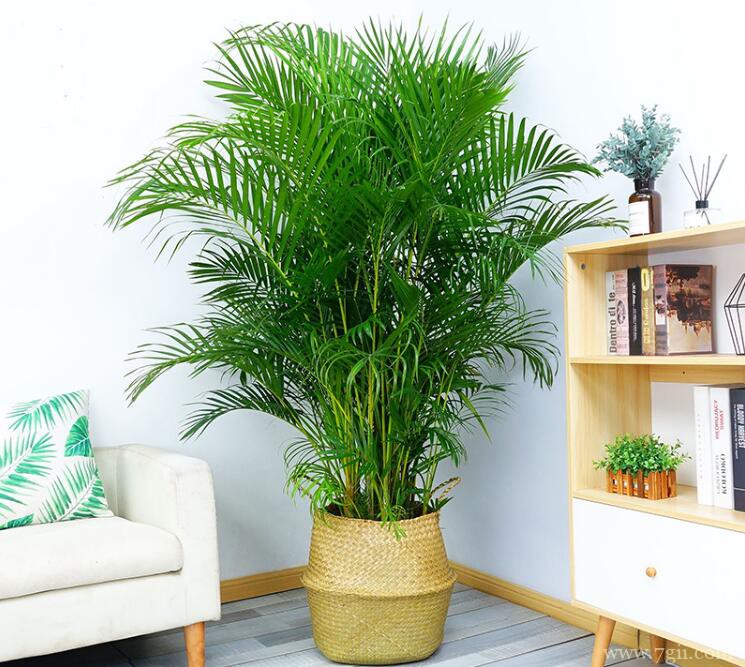 袖珍椰子叶子发黄的处理方法