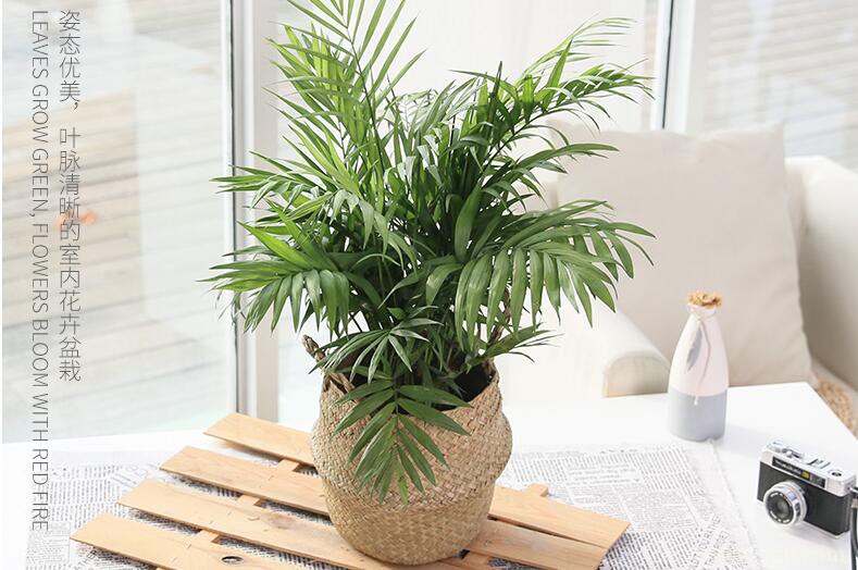 袖珍椰子怎么养殖？养殖袖珍椰子需要注意什么？