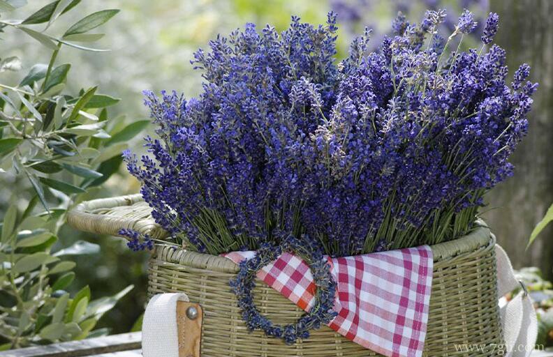薰衣草的图片大全，薰衣草高清图片！