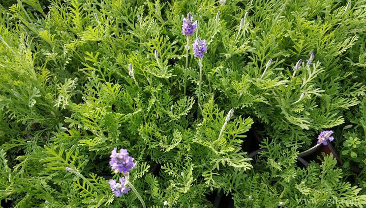 羽叶薰衣草的功效和作用