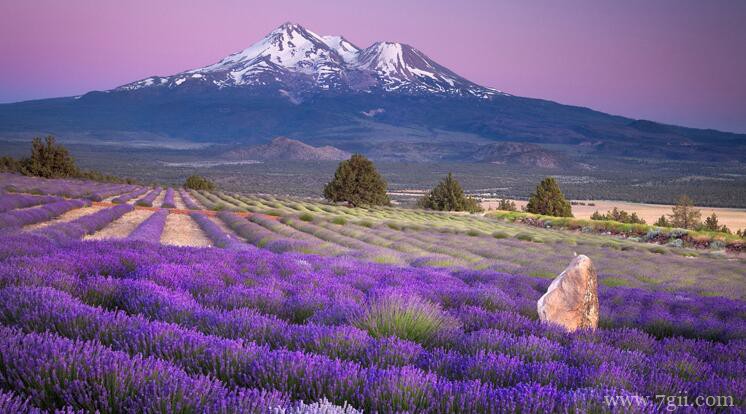 羽叶薰衣草的功效和作用