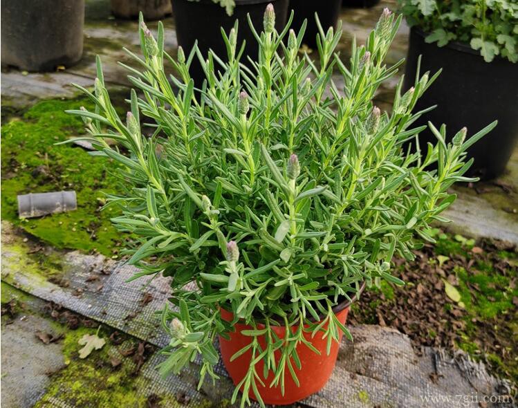 薰衣草花期如何养护？