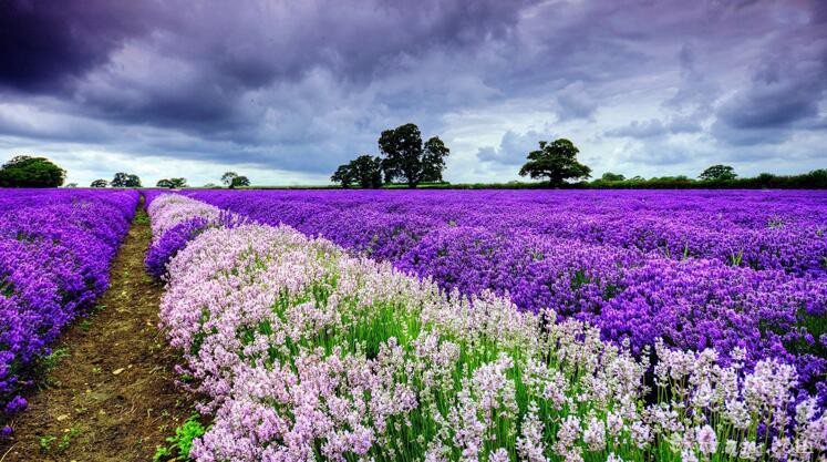 薰衣草可以在室内养殖吗？