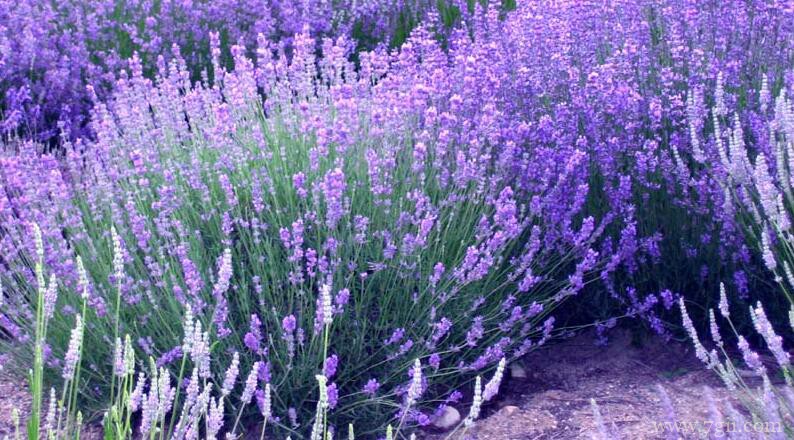 薰衣草几月份开花？薰衣草的花期