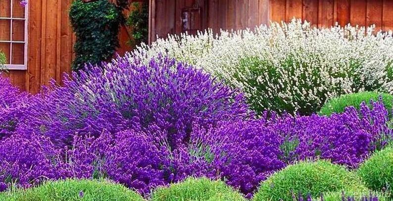 薰衣草有什么作用？薰衣草的功效与作用