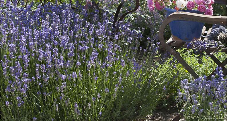 薰衣草什么时候养殖最好？