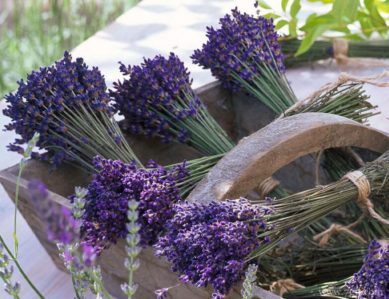 薰衣草可以水培吗？