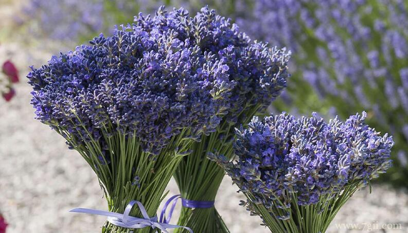 薰衣草需要浇水吗？