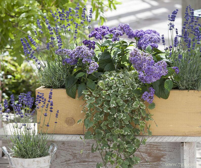 薰衣草什么时候移栽最好？薰衣草的移植方法