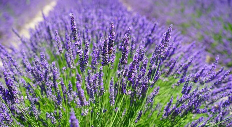 薰衣草的花语是什么？不同颜色薰衣草的花语介绍
