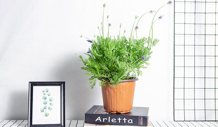 薰衣草代表什么意思？