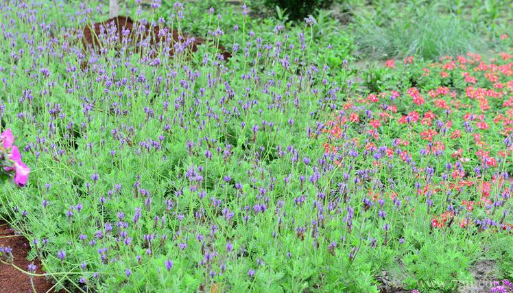 紫色薰衣草花语是什么？紫色薰衣草的花语和寓意