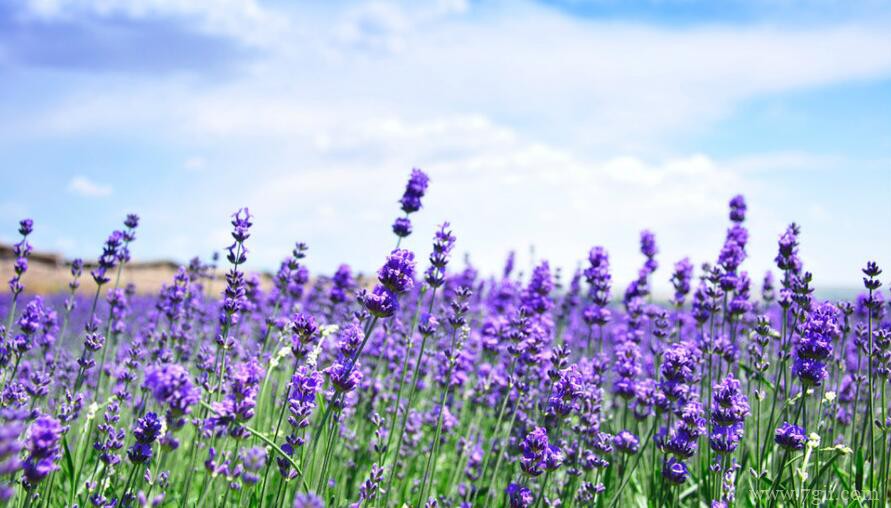 紫色薰衣草花语是什么？紫色薰衣草的花语和寓意