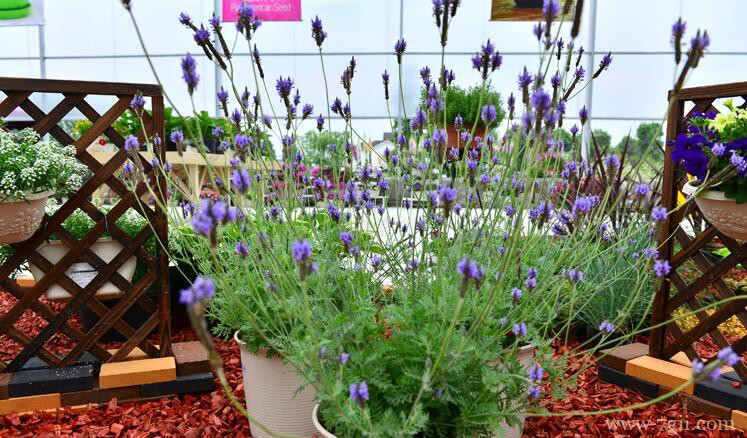 薰衣草花期怎么养护？薰衣草花期养护的5种方法