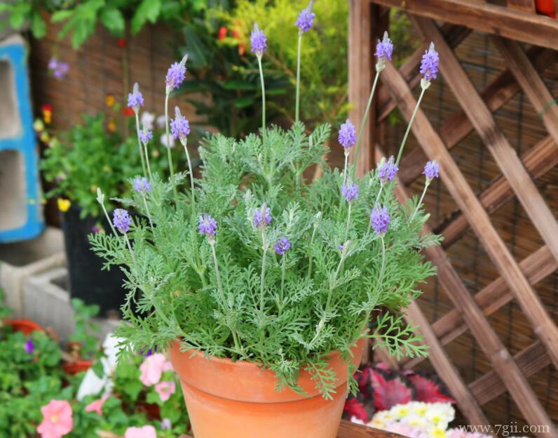 薰衣草香包放床头好吗？