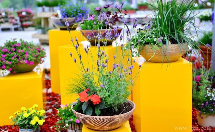 薰衣草开花时间