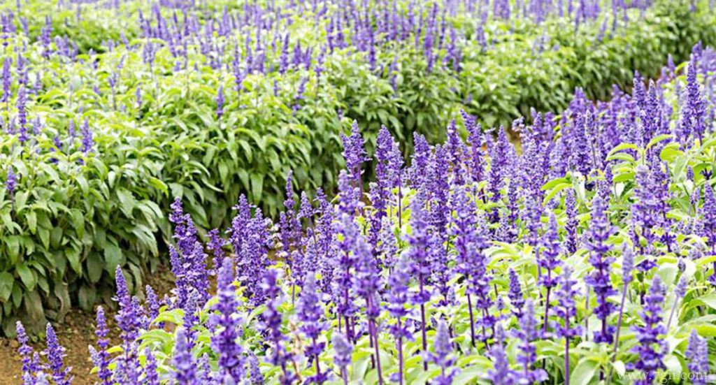 薰衣草与鼠尾草的区别