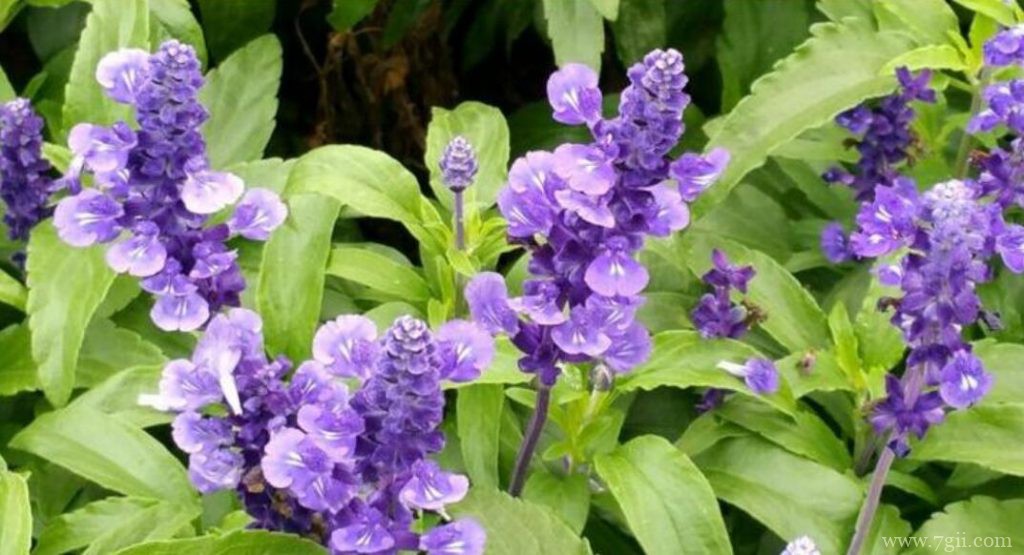 薰衣草与鼠尾草的区别