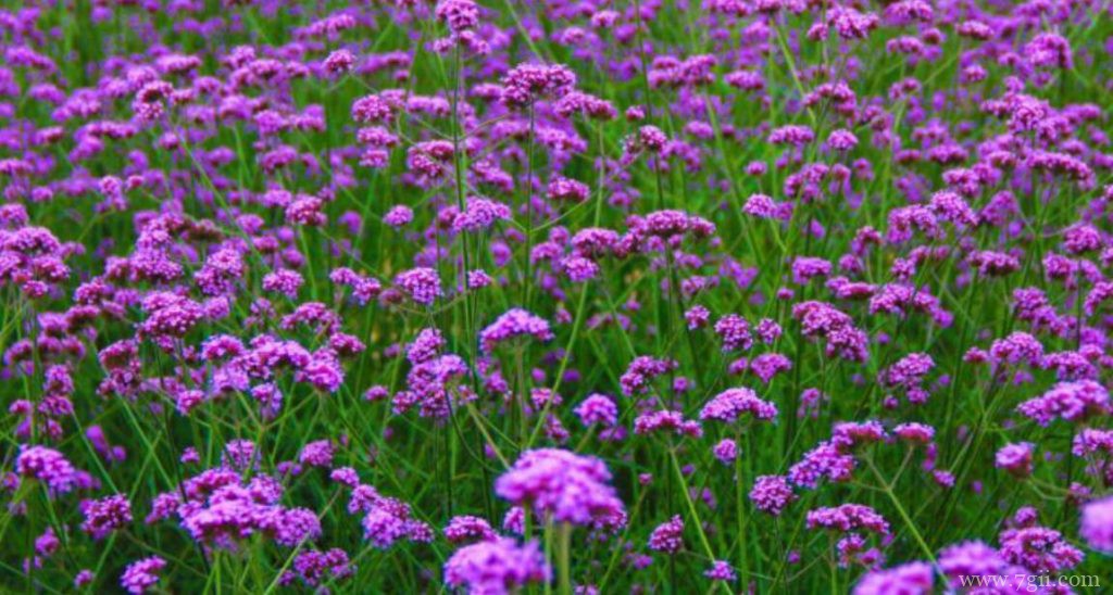 马鞭草和薰衣草的区别