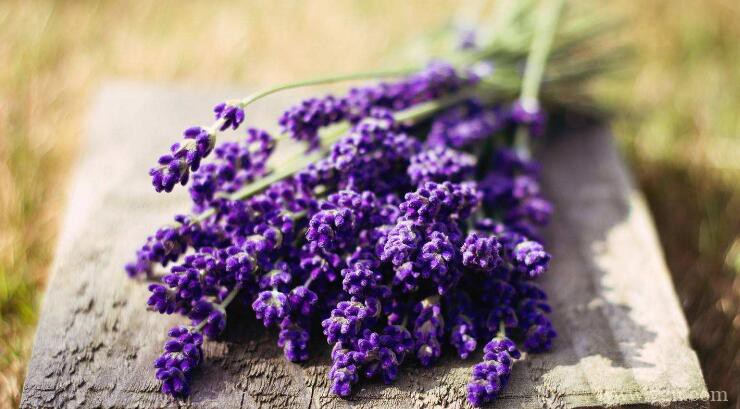 马鞭草和薰衣草的区别
