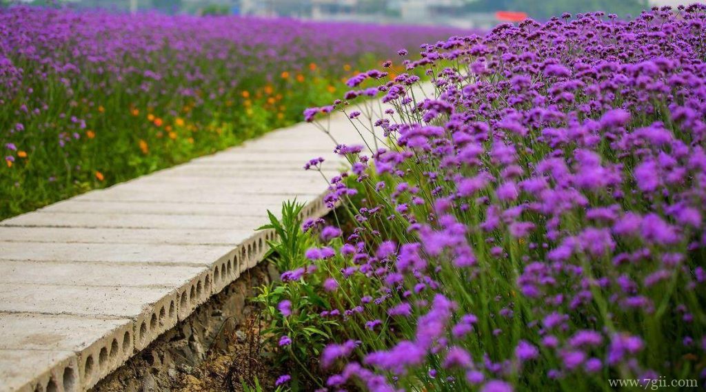 马鞭草和薰衣草的区别