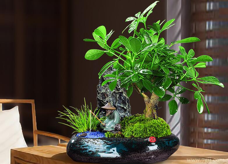 鸭脚木的图片大全，鸭脚木高清图片！