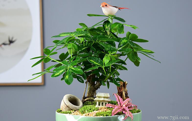 鸭脚木的图片大全，鸭脚木高清图片！