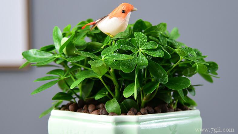 鸭脚木的图片大全，鸭脚木高清图片！