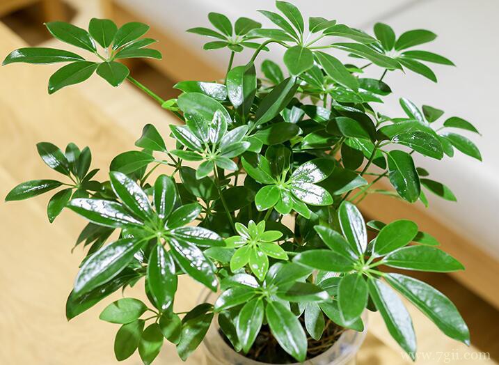 鸭脚木的图片大全，鸭脚木高清图片！