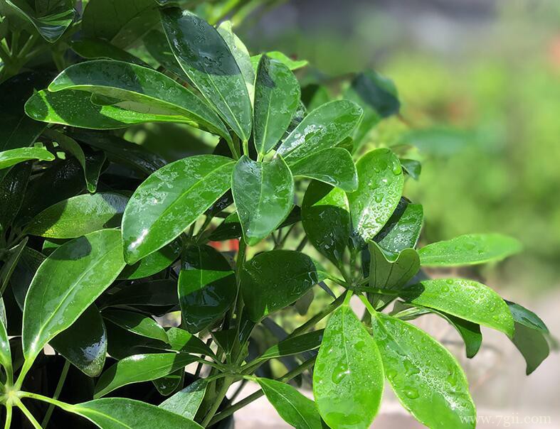 鸭脚木的图片大全，鸭脚木高清图片！