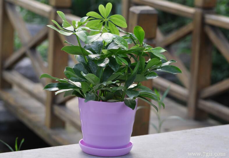 鸭脚木枝干发黑枯萎怎么办？