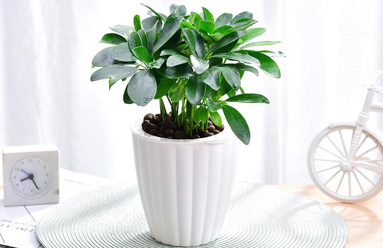 鸭脚木掉叶子怎么办？增强光照更换土壤