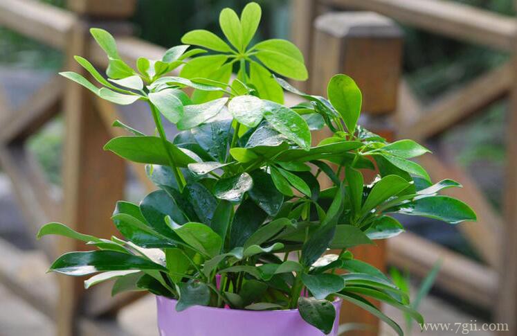 鸭脚木怎么肥料？适合鸭脚木肥料的选择