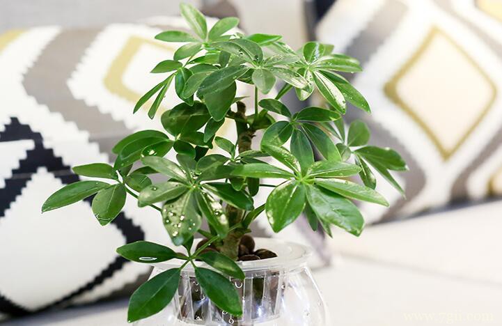 水培鸭脚木怎么快速深根？经常换水放几块铁钉