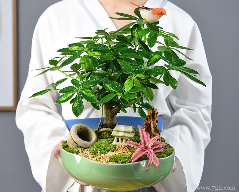 鸭脚木修剪和造型的方法